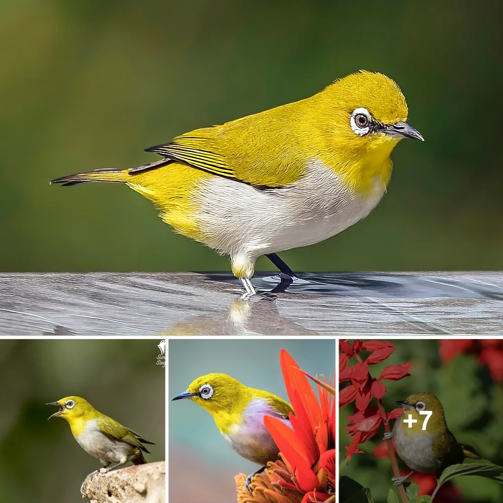 Distinctive White Eyes: Identifying the Indian White-eye Through its Unique Trait